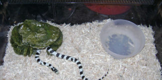 Terrario per serpenti 1174 0 terrario serpente_ok.JPG